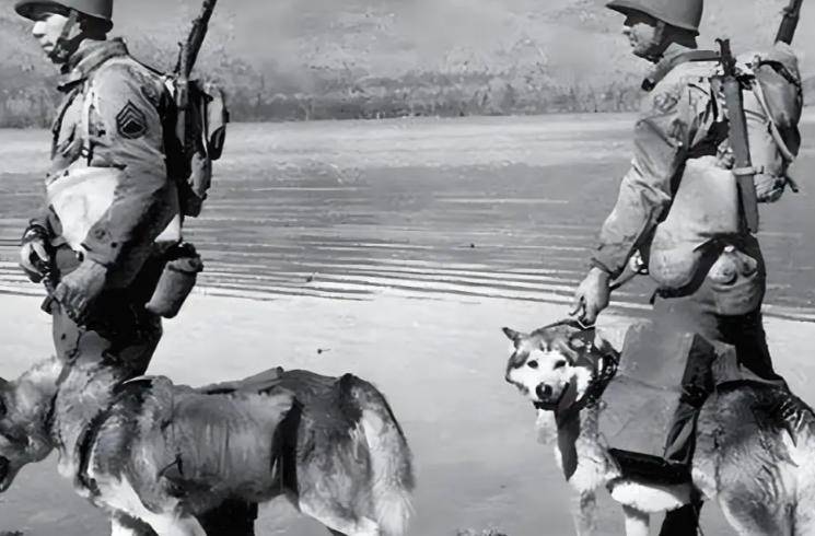 美国耻辱之战！3.5万大军100艘军舰攻岛，伤亡300人，对手仅是3条狗