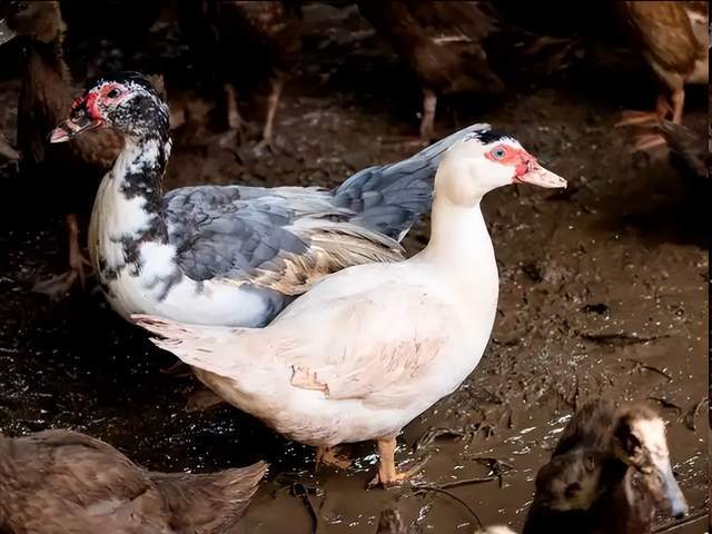 番鸭细小病毒感染什么症状?吃什么药能治疗?养鸭人收藏!