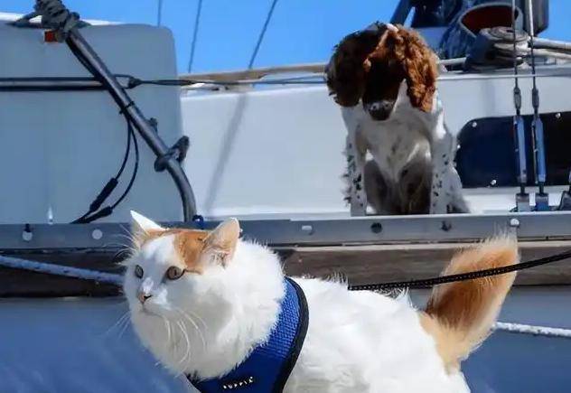 航母上老鼠泛滥咋办?美军养猫也没用,中国的“笨办法”搞定