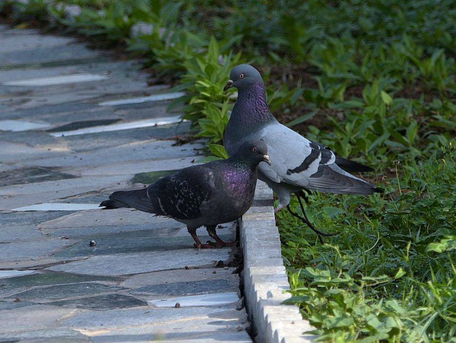 鸽子甩拉吐会自愈吗?鸽子甩拉吐怎么治疗?看完本文就知道了