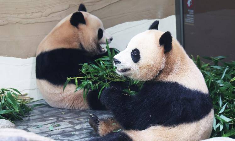 果然不出中方所料，韩国同时在两大方向搞事，朝鲜的反击真硬气