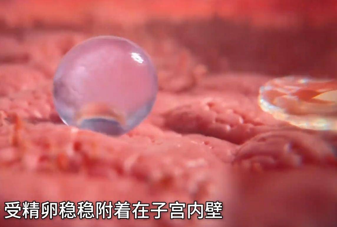 胎儿在母体内发育的全过程是如何的?感恩伟大的妈妈