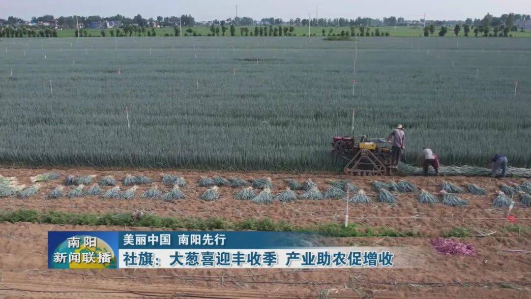 社旗：大葱喜迎丰收季 产业助农促增收
