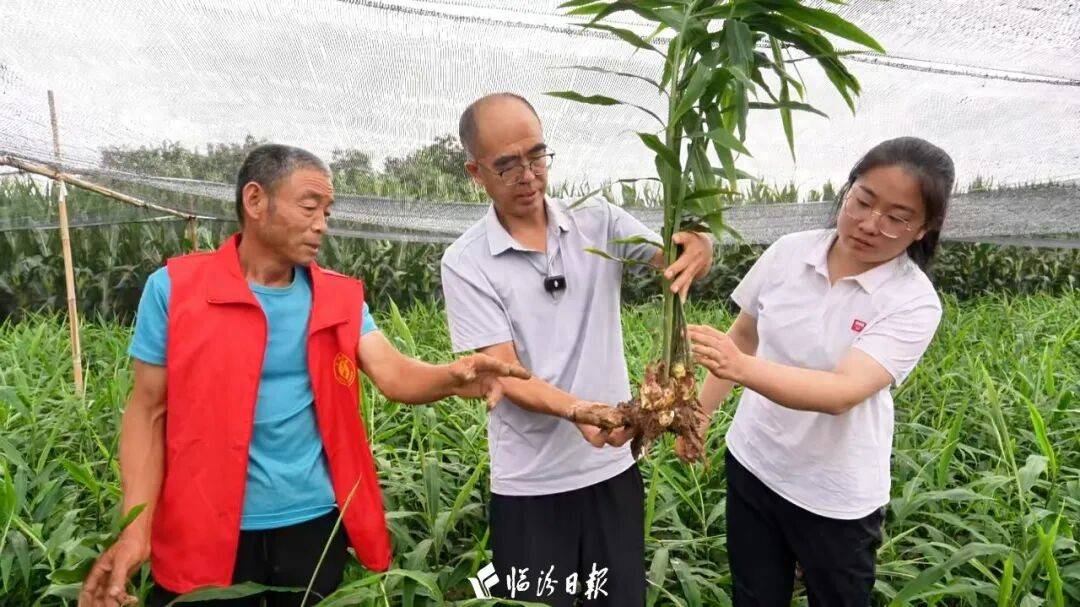 看！浮山这里的生姜争先恐后“往外爬”！