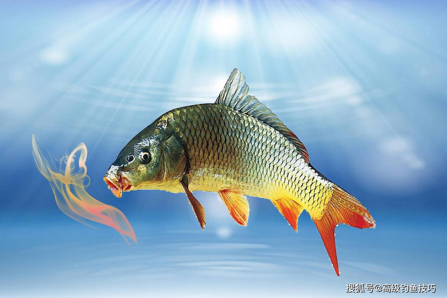 
            鱼类对鱼饵气味的四种感知能力