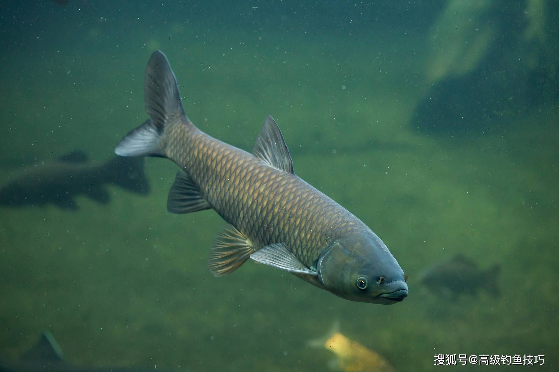 
            影响鱼类胆子大小的4个因素