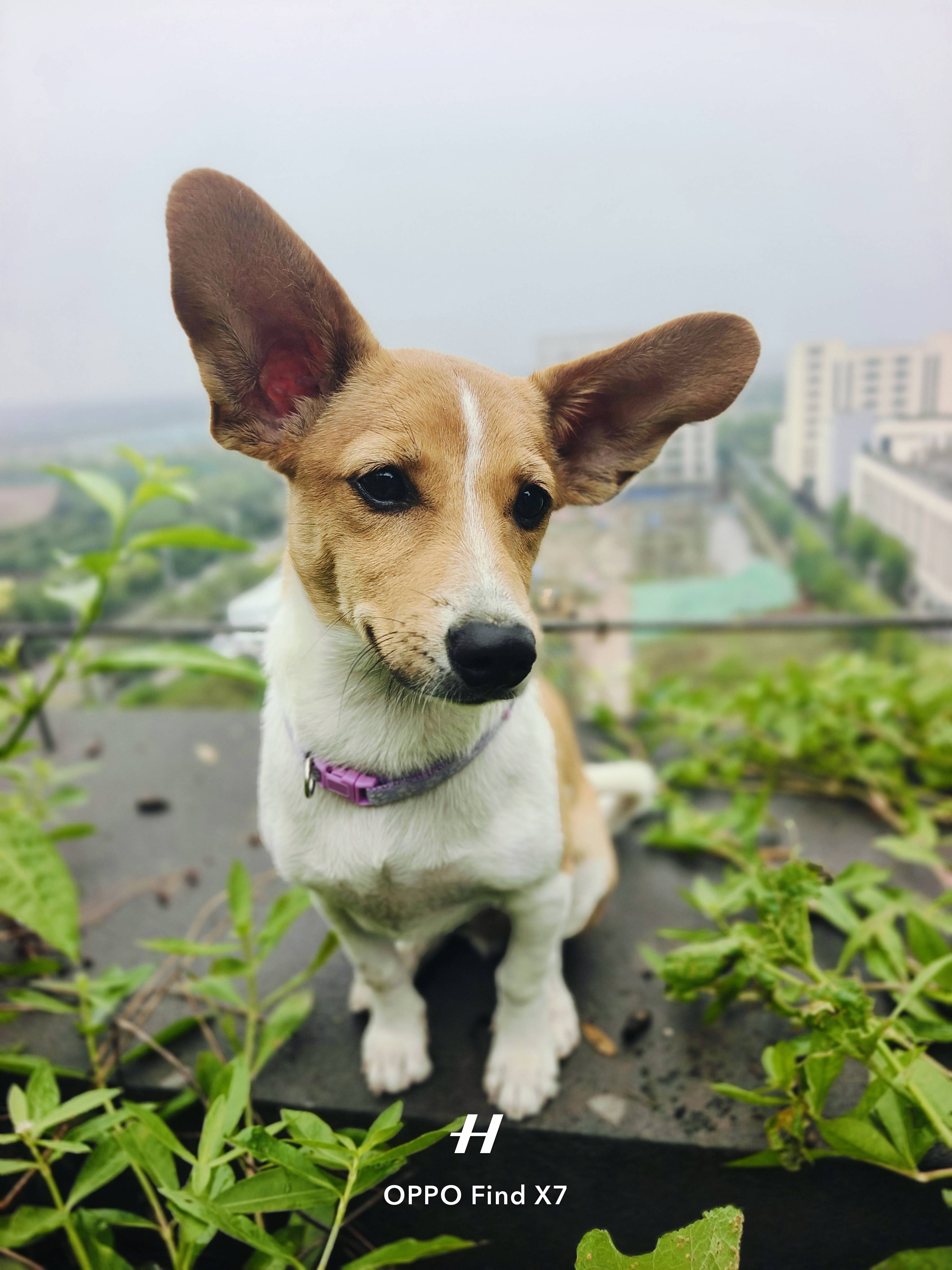 诗歌的有效性原理