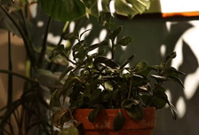 《失敬，植物先生》四叶读书会 | 植物的慰藉