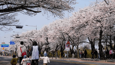 韩国汝矣岛樱花绽放美不胜收