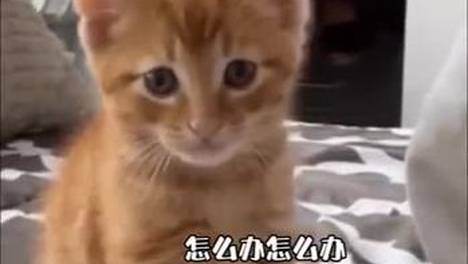 第一次接受人类亲亲的小猫，接下来的反应太可爱了！