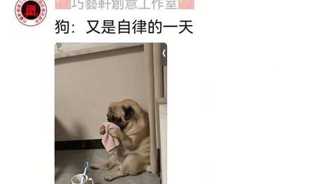 网友家的猫回村跟狗子玩了几天后坏掉了，网友上网紧急求助，没想到评论区越帮越乱…网友麻了，评论区：其实一切早有端倪…