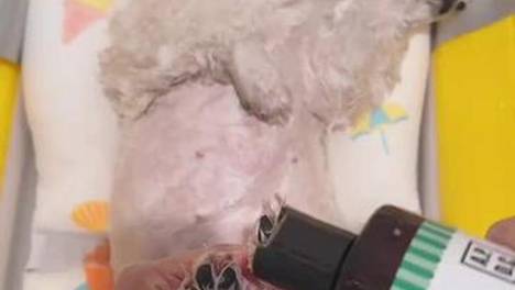 夏日祛味刚需！洗完一周依旧清爽，这支进口宠物香波藏着什么秘诀~