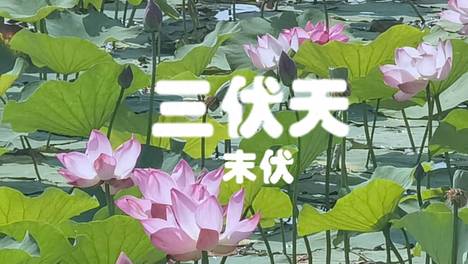 今日进入末伏，再忙记得“吃5样，做1事”顺利度伏天，秋冬少生病