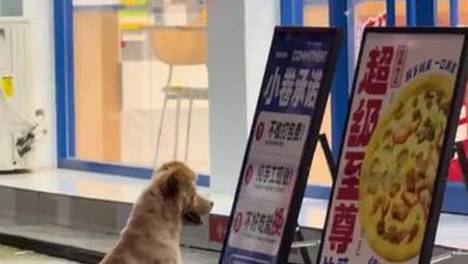 真想把全世界的流浪小狗都养起来！