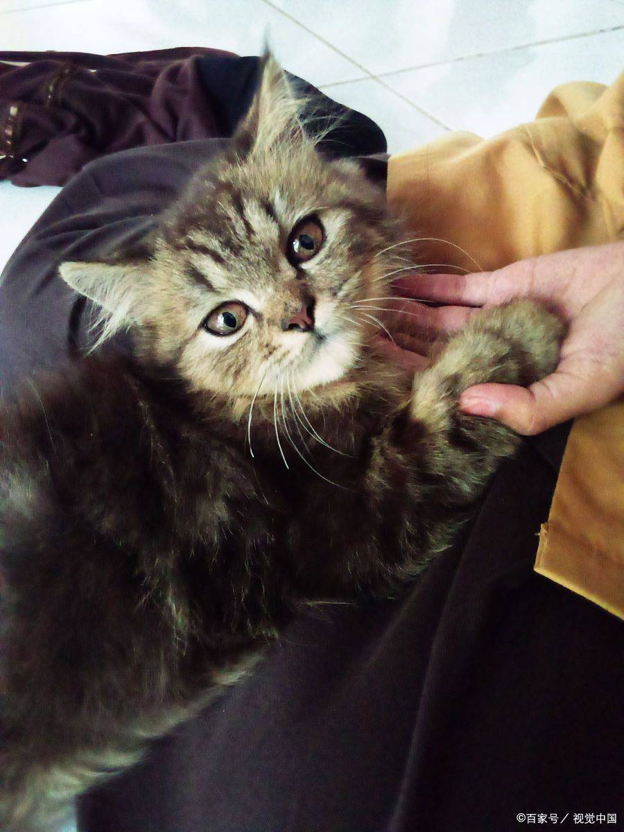 IM电竞猫咪黑下巴变好的症状(图2) IM电竞猫咪黑下巴变好的症状(图2)