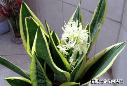 虎皮兰竟有这么多品种？各个不同，让人眼花缭乱！你养的是哪种？