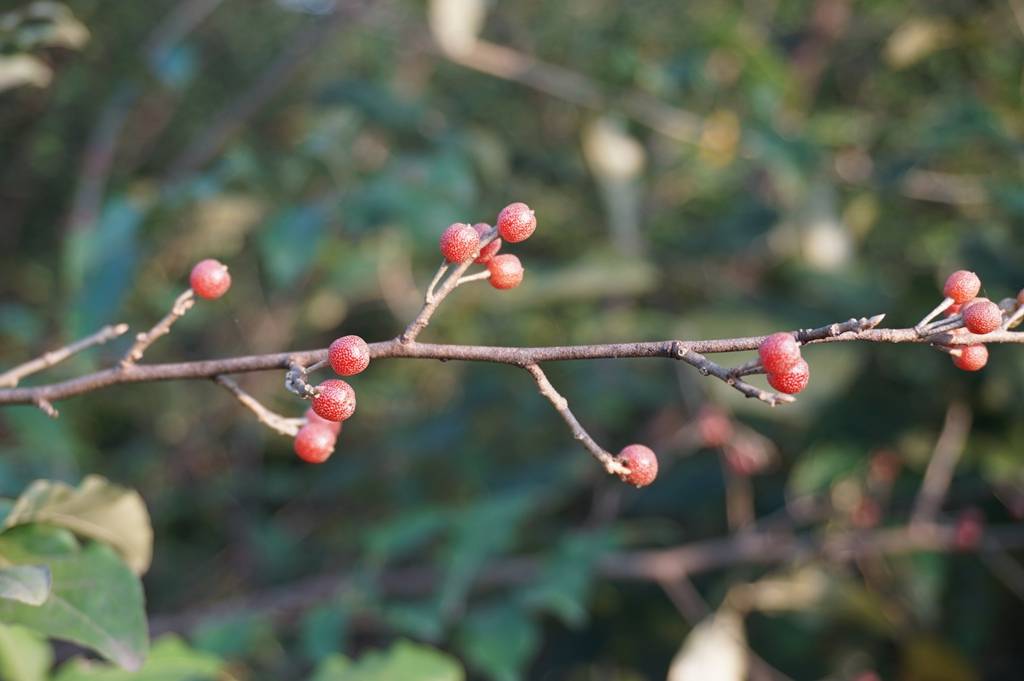 我见到的山东本土植物和园林栽培植物(792)牛奶子