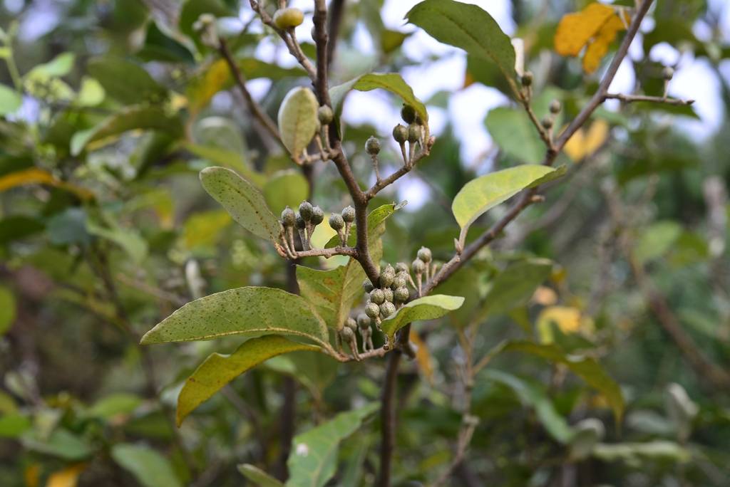 我见到的山东本土植物和园林栽培植物(792)牛奶子