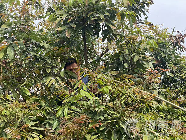 泸州开展M6米乐下载龙眼春季栽培管理技术培训会 科技赋能助力产业提质增效(图3)