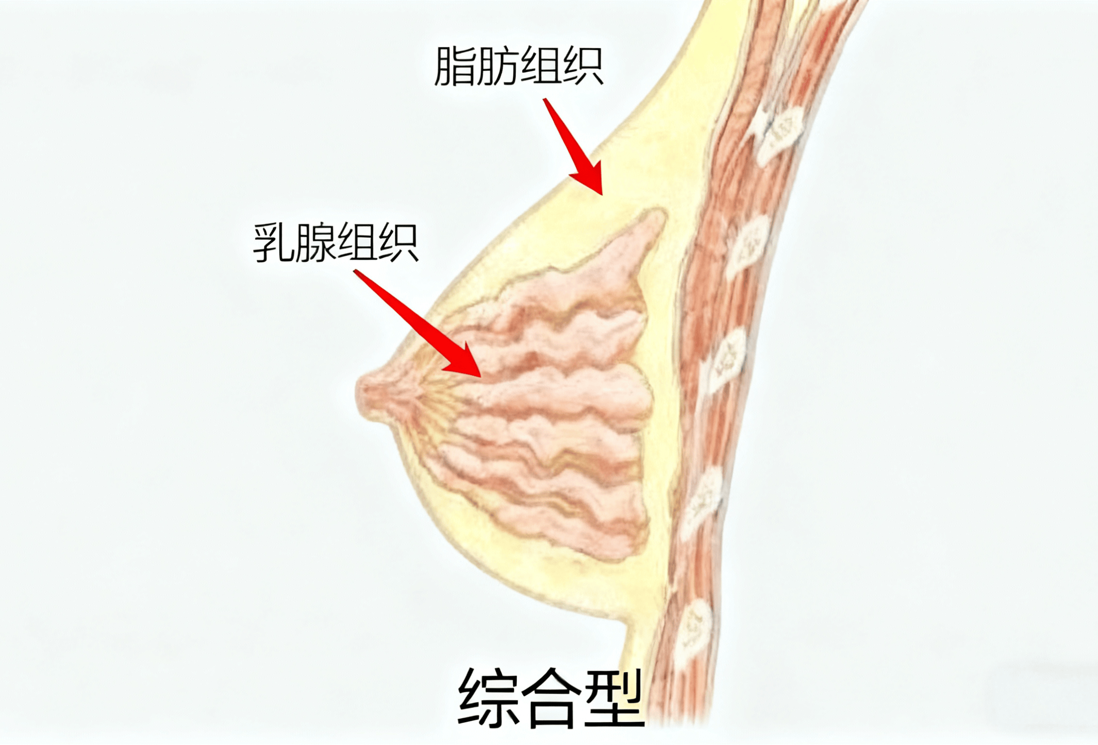 女性胸部摸起来什么手感?我的感觉好像不太对.....