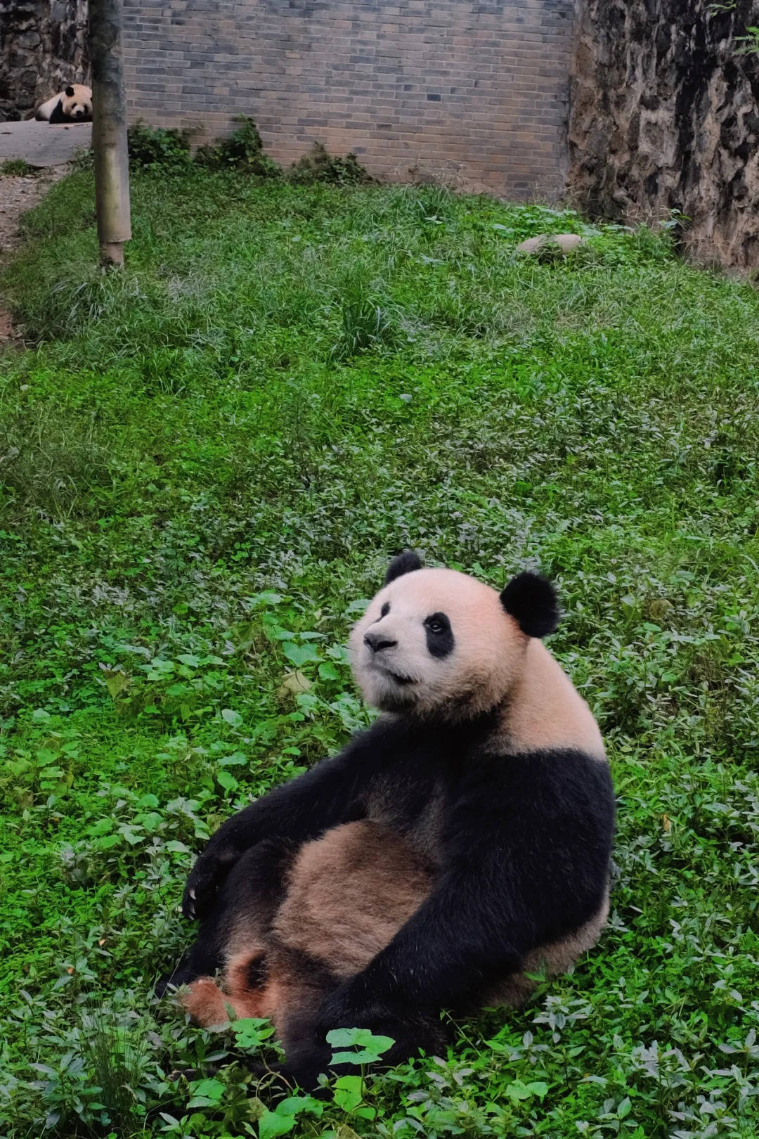 “国庆去四川旅游成都5天4夜超全攻略5天玩