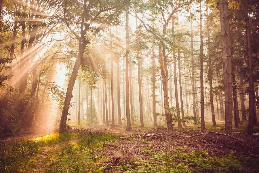 在线体育博彩- 合法体育、彩票和赛马- 