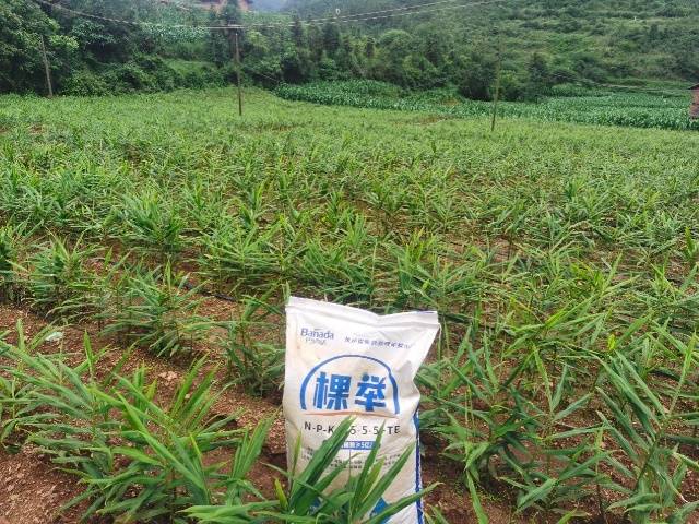 生姜培土三步骤，姜块膨大后劲足