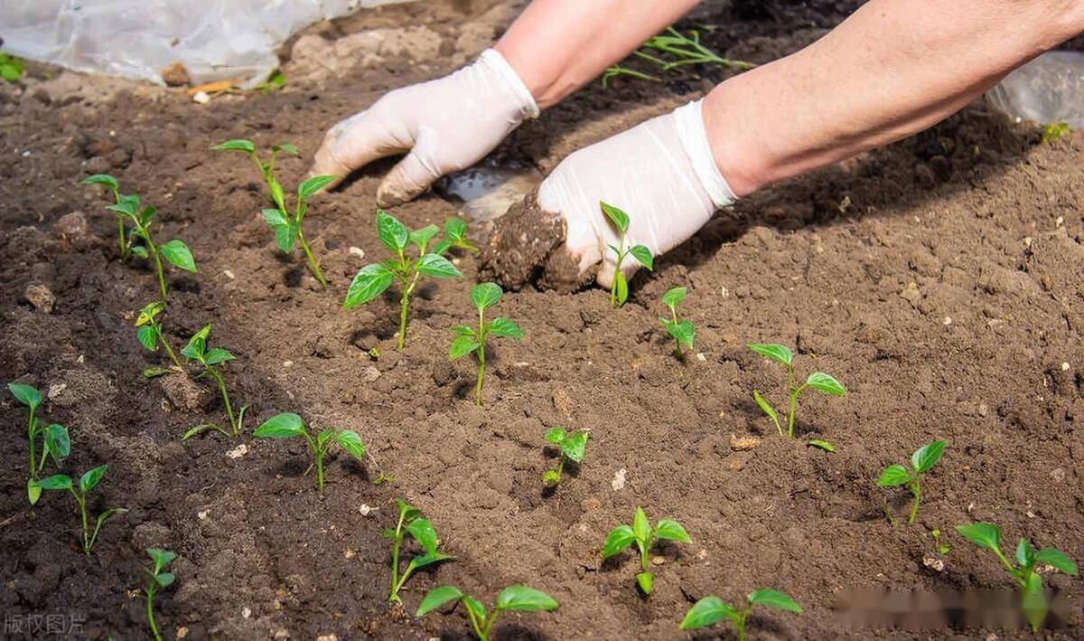 多米体育2月下旬到3月份适合种植哪些蔬菜？需要注意什么？这些蔬菜别错过(图6)