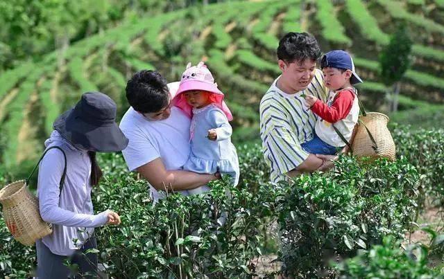 海南岛的茶叶：一片叶子的地理传奇(图2)