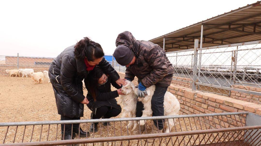 雷火电竞鄂托克旗：科技护航接羔保育(图1)