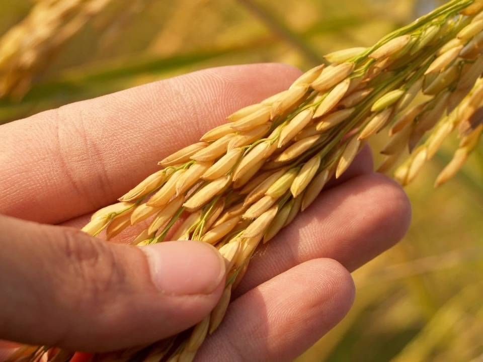 境外间谍偷窃袁隆平留下的“金种子”，永远无法追回，危害几何？