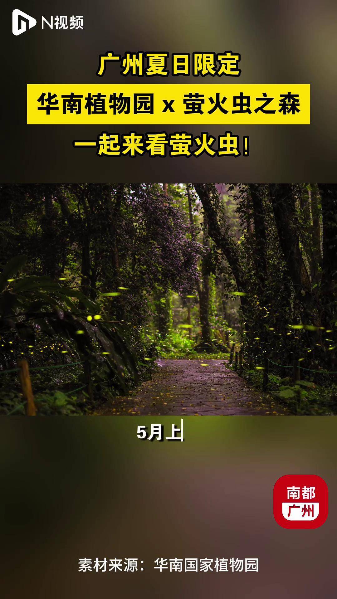 夏日限定！萤火虫现身华南国家植物园，本月进入最佳观赏期