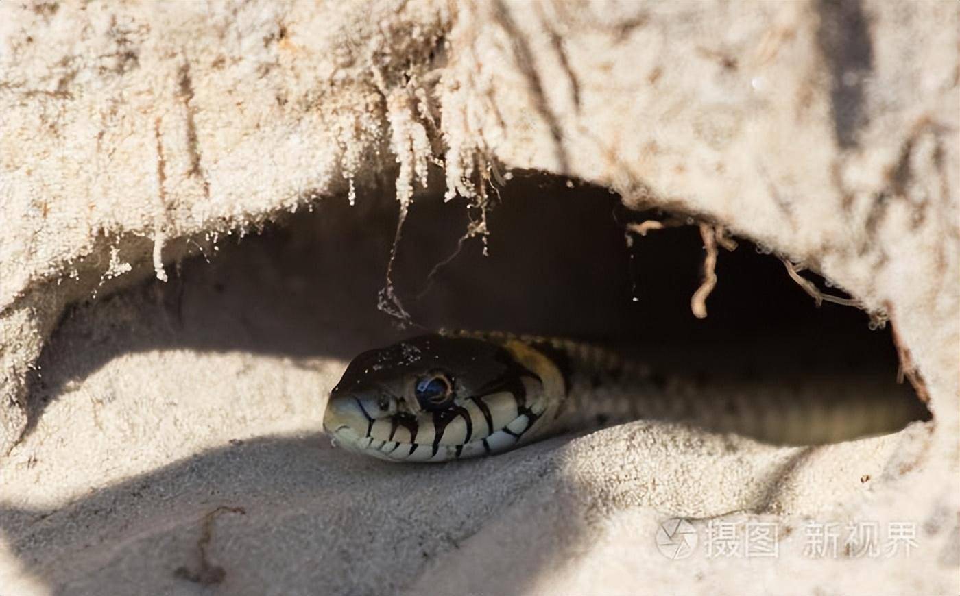 梦境探秘,房檐洞中的蛇与瓶中的秘密 梦境探秘,房檐洞中的蛇与瓶中的秘密