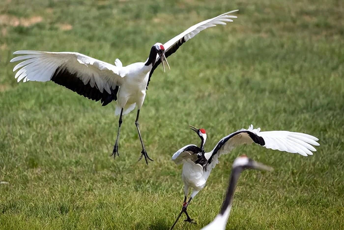 河南一座“奇特”的城市,名字用“动物”命名,GDP却排名倒数 河南一座“奇特”的城市,名字用“动物”命名,GDP却排名倒数