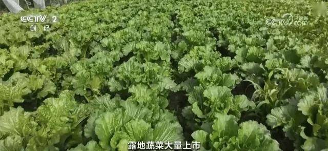 10月全国蔬菜在田面积105亿亩菠菜油菜黄瓜价格环比降幅超%(图2)