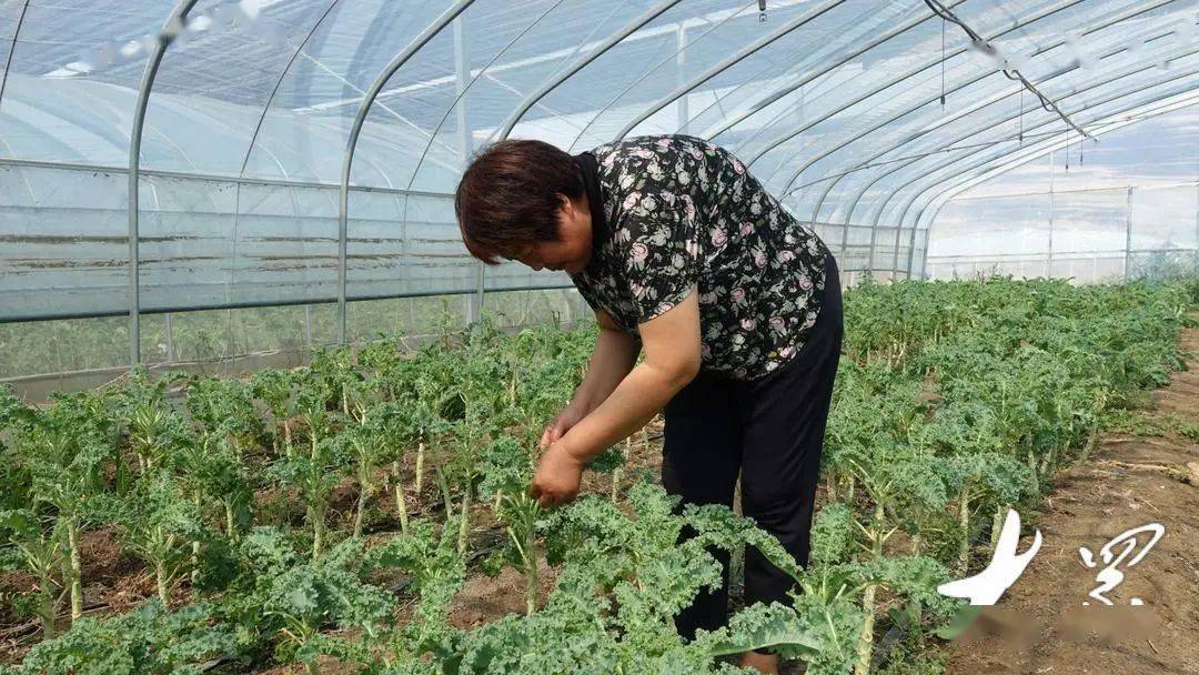 这款最难吃的蔬菜暴涨到近20元斤采购商住进亚洲最大种植基地不买到就不走华体会注册(图4)