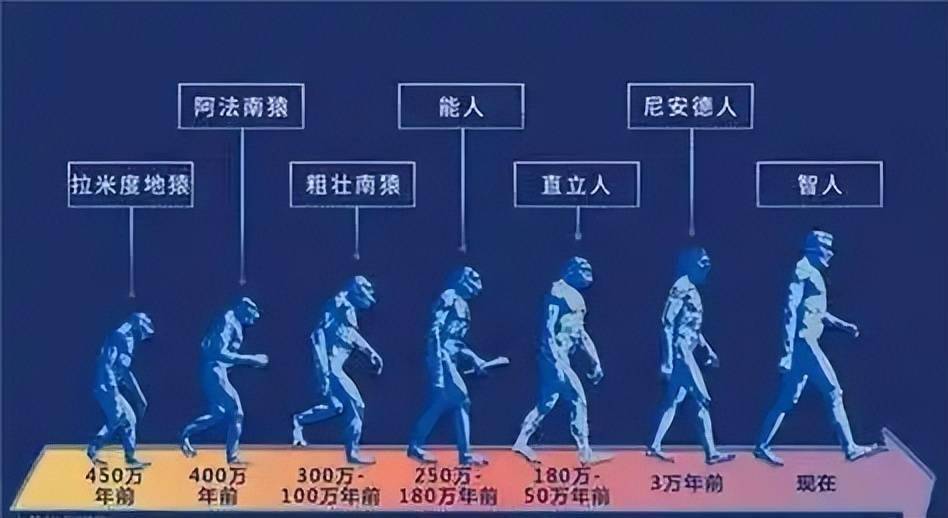 深度科普：为何人类比猿少两条染色体？难道进化论错了？