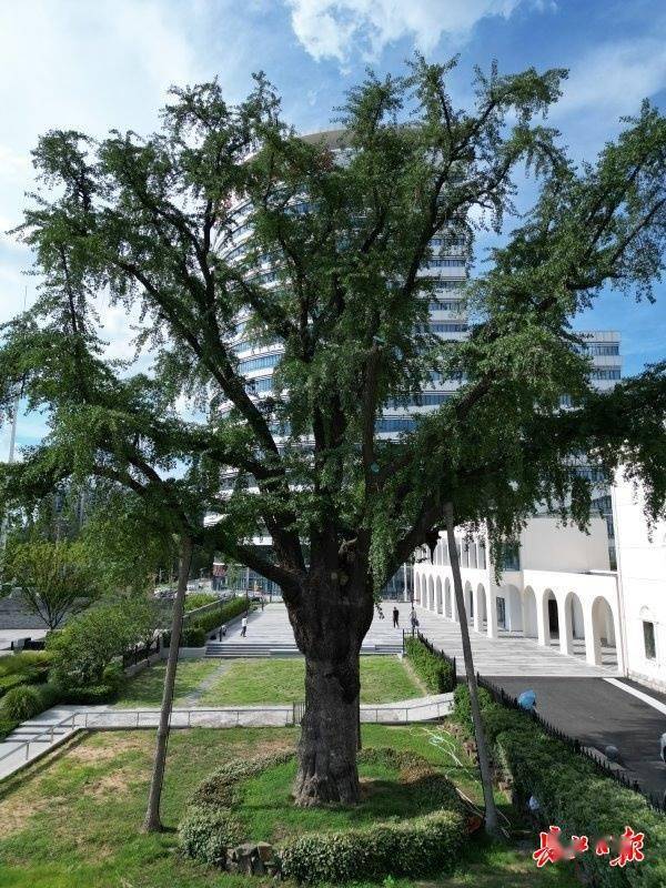 装上“淋浴”每天“冲凉”，540余岁“汉阳树”被悉心照料