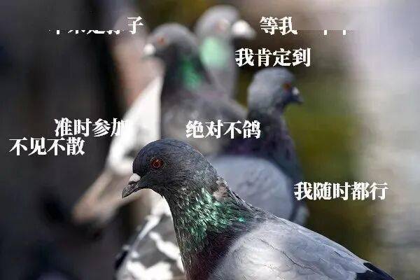 阅兵结束，各回各家！鸽子靠什么认得回家的路？