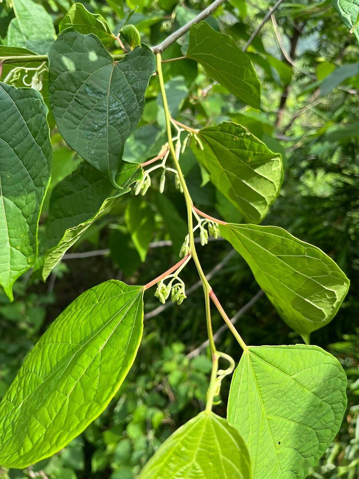 植物世界之:八角枫