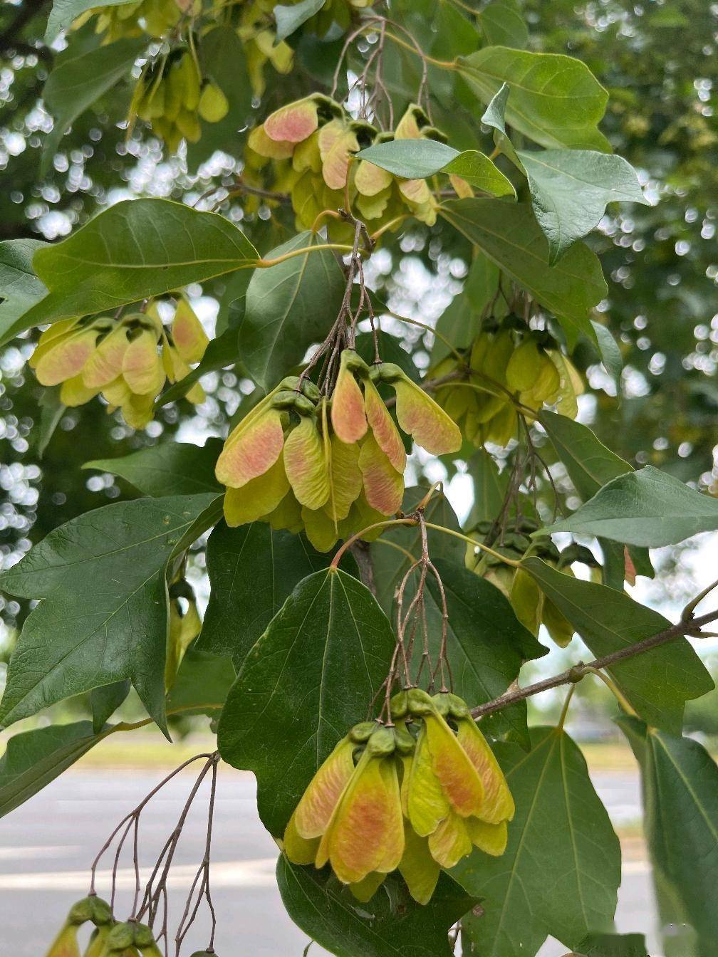 植物世界之：三角槭