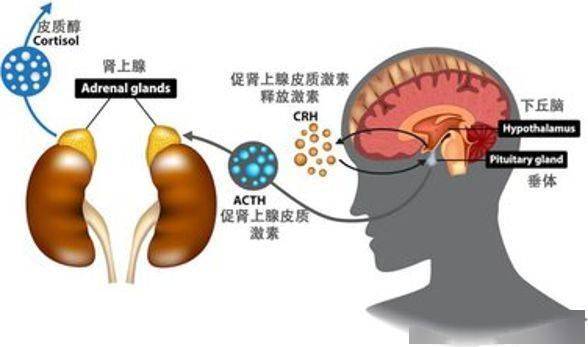 关于"压力激素"皮质醇误区