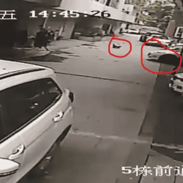 女童小区玩耍被碾死 车主不服全责:5岁女童在小区玩耍时被车辆碾压致死，车主不服全责提出复核申请:成都5岁女童小区内趴地遭车碾致死，司机被认定全责后不服，当地交管局责令重新调查_张某_事故_家属:5岁女童在小区内玩耍时被碾压致死，车主不服全责提出复核申请_张某_家属_事故