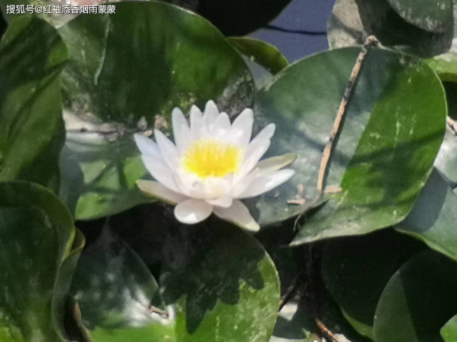 采莲曲菱叶,萦波荷飐风-搜狐大视野-搜狐新闻