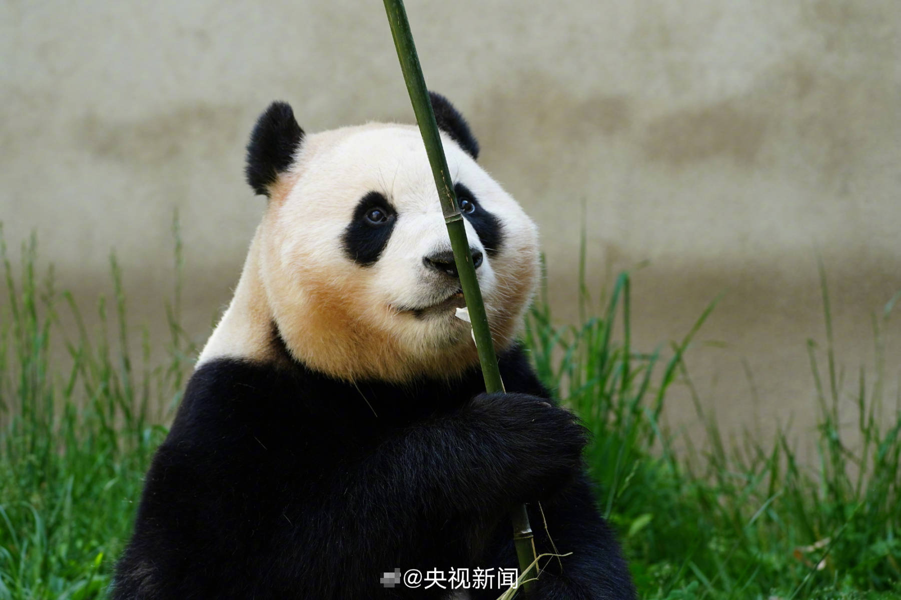 苦竹叶,白夹竹竿,大熊猫保护研究中心会在不同季节提供不同种类的竹子