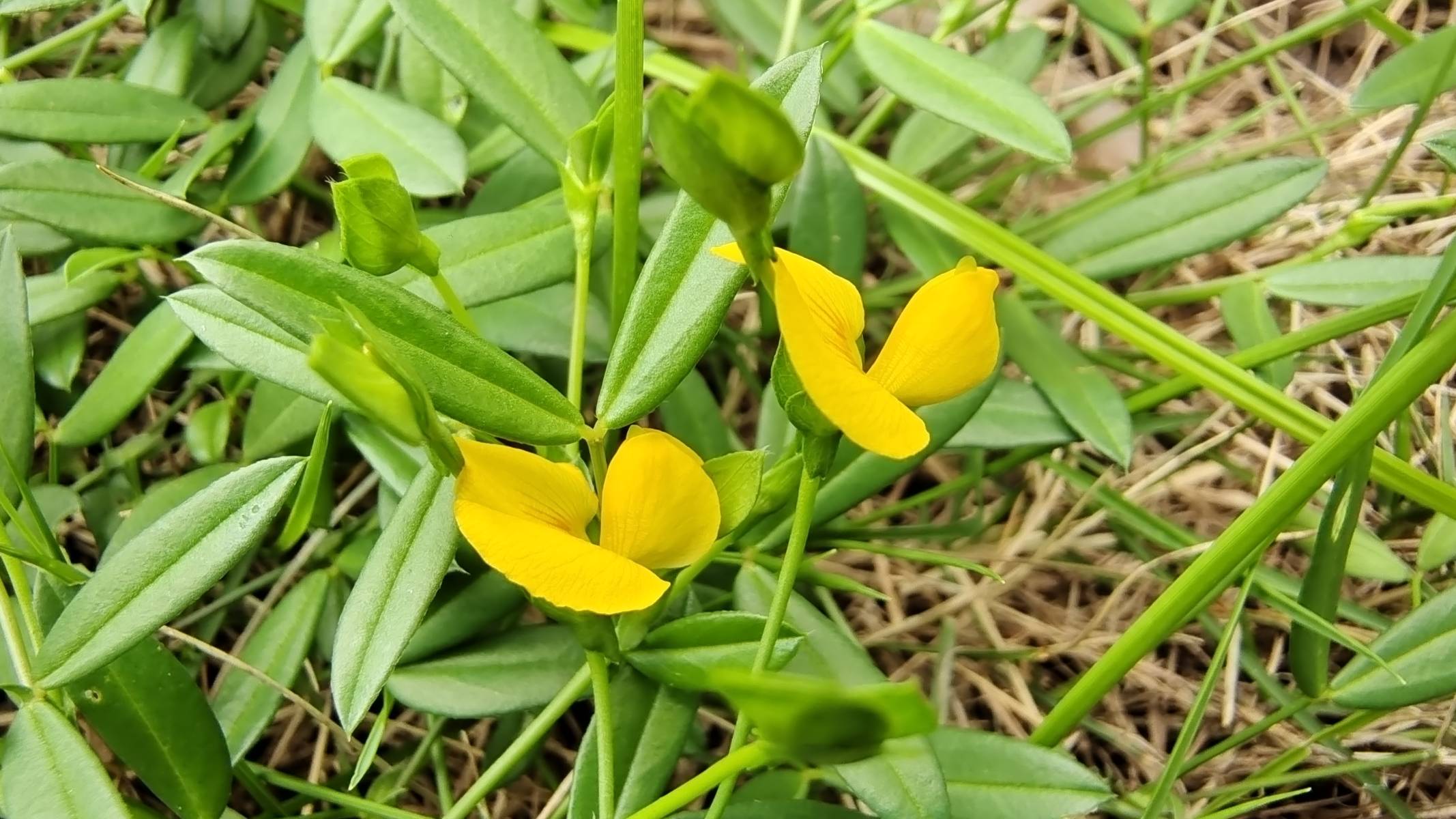 小花也可爱丁癸草欣赏