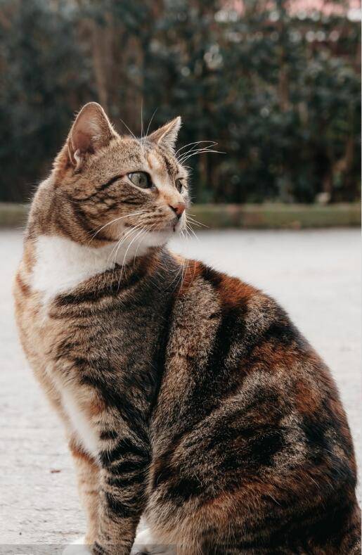 猫步轻盈宠物猫优雅行走姿态图集