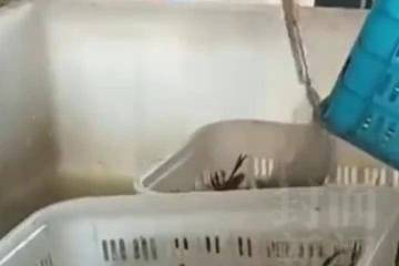 "兄弟龙虾"用酸臭溶液洗虾：市场监管部门已责令其停业整改