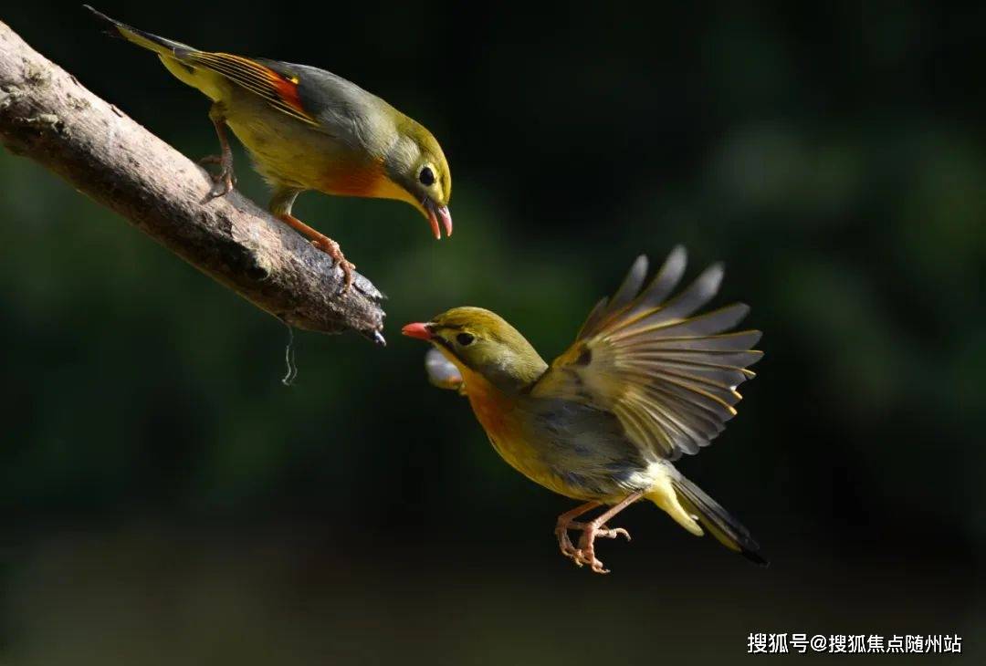 安吉藍城春風十里丨中式別墅(藍城春風十里)-房價