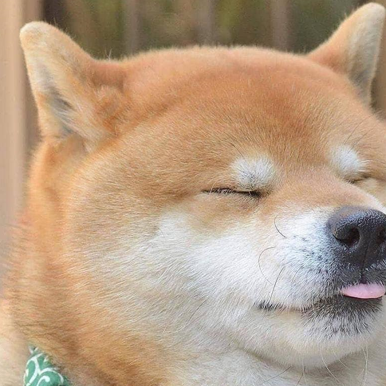 天生就很会卖萌的汪星人,一招歪头吐舌就征服天下!_吐舌头_狗狗_表情